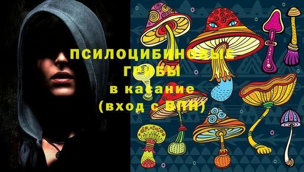 прущие грибы Елабуга