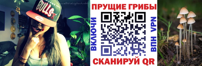Купить где  Калининец  Псилоцибиновые грибы Psilocybine cubensis 